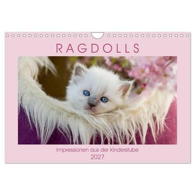 RAGDOLLS Impressionen aus der Kinderstube (Wandkalender 2027 DIN A4 quer), CALVENDO Monatskalender