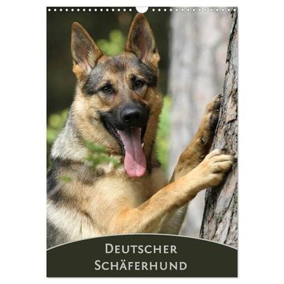Deutscher Schäferhund (Wandkalender 2026 DIN A3 hoch), CALVENDO Monatskalender
