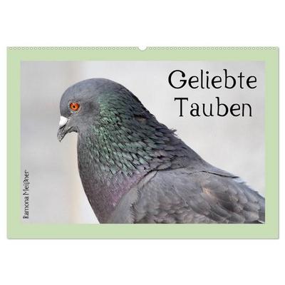 Geliebte Tauben (Wandkalender 2027 DIN A2 quer), CALVENDO Monatskalender