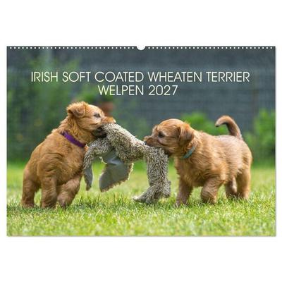 IRISH SOFT COATED WHEATEN TERRIER WELPEN 2027 (Wandkalender 2027 DIN A2 quer), CALVENDO Monatskalender