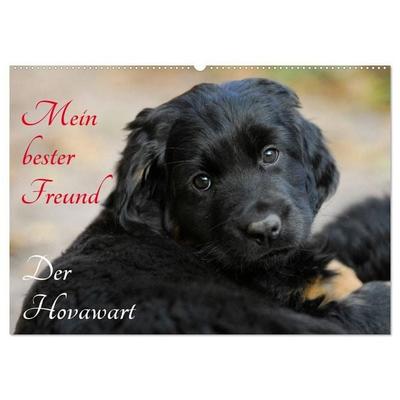 Mein bester Freund - Der Hovawart (Wandkalender 2027 DIN A2 quer), CALVENDO Monatskalender