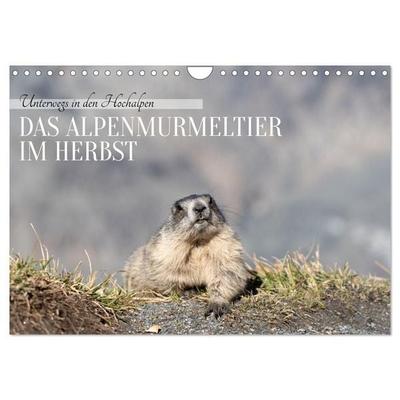 Unterwegs in den Hochalpen - Das Alpenmurmeltier im Herbst (Wandkalender 2027 DIN A4 quer), CALVENDO Monatskalender