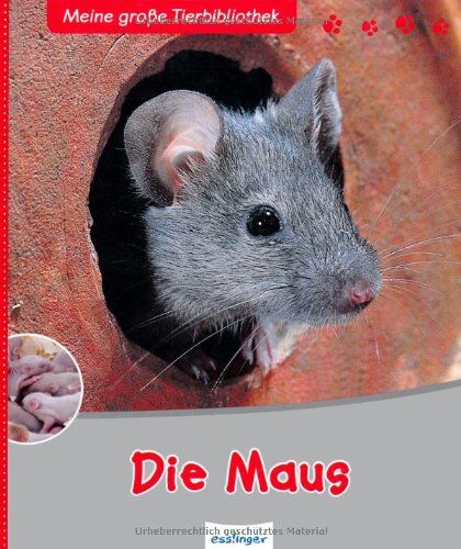 Stéphane Frattini - Die Maus - Preis vom 06.10.2026 07:26:00 h