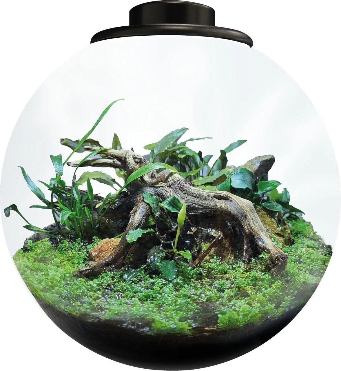 LED Dekoobjekt "Bio Art Pflanzengefäss Bowl 225", grün (schwarz), H:22,5cm Ø:22cm, Leuchten, LED Dekoobjekt schwarz Ø 22cm H: 22,5cm