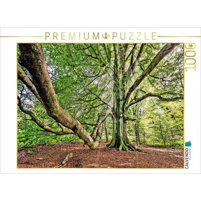CALVENDO Puzzle Alte Buche im Urwald Sababurg, Hessen, Deutschland | 1000 Teile Lege-Größe 64x48cm Foto-Puzzle für glückliche Stunden