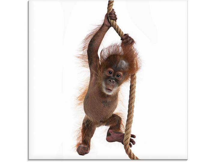 Glasbild ARTLAND Baby Orang Utan hängt am Seil I , weiss (farbe bild(er): weiß), B:30cm H:30cm, Bilder, Glasbild, in verschiedenen Grössen