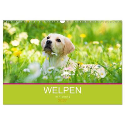 Welpen im Frühling (Wandkalender 2027 DIN A3 quer), CALVENDO Monatskalender