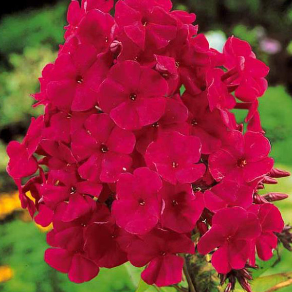 6x Phlox paniculata Tenor Hoge vlammenbloem in pot van 9x9 cm