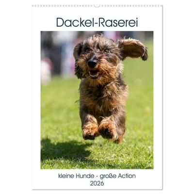 Dackel-Raserei (Wandkalender 2026 DIN A2 hoch), CALVENDO Monatskalender