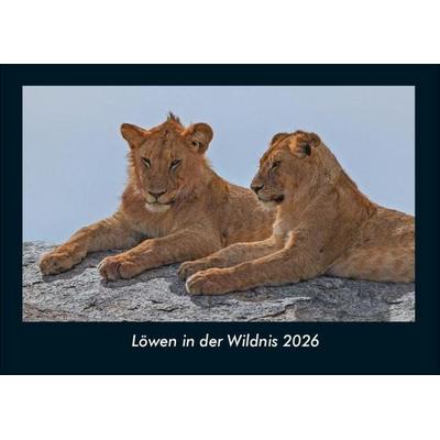 Löwen in der Wildnis 2026 Fotokalender DIN A4