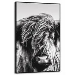 LEINWAND Bilder mit Rahmen - Kuh - Schottischer Hochländer - Schwarz - Weiß - Tier - Natur - Wildtiere - 90x140