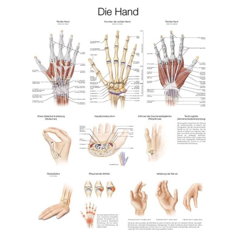 Erler Zimmer Lehrtafel Die Hand, 70x100cm (EZ-AL129)