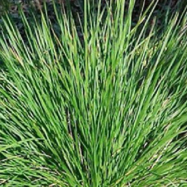 6 x Sesleria caerulea blauwgras - Arborix - Pot van 9x9 cm