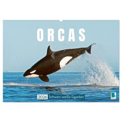Orcas: Schwarz-weiße Giganten (Wandkalender 2026 DIN A2 quer), CALVENDO Monatskalender