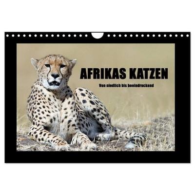 Afrikas Katzen (Wandkalender 2027 DIN A4 quer), CALVENDO Monatskalender