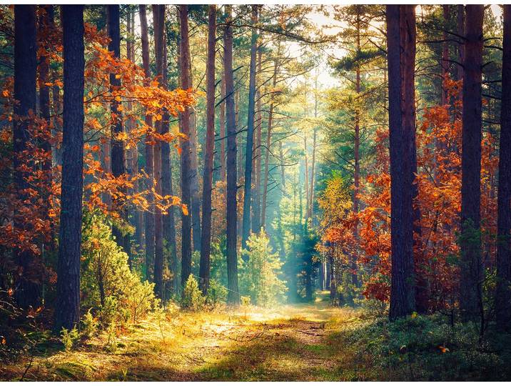 Fototapete PAPERMOON Autumn Forest Sun Rays , bunt, B:4m L:2,6m, Vlies, Tapeten, Fototapete