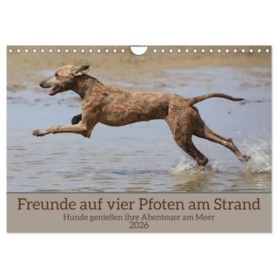 Freunde auf vier Pfoten am Strand (Wandkalender 2026 DIN A4 quer), CALVENDO Monatskalender