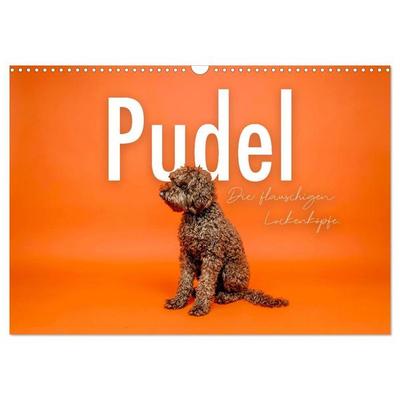 Pudel - Die flauschigen Lockenköpfe. (Wandkalender 2027 DIN A3 quer), CALVENDO Monatskalender