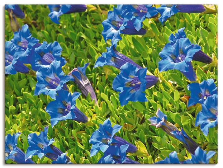 Leinwandbild ARTLAND Enzian , blau (farbe bild(er): blau), B:60cm H:45cm, Bilder, Leinwandbild, auf Holzrahmen gespannt