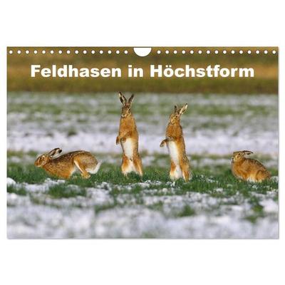 Feldhasen in Höchstform (Wandkalender 2027 DIN A4 quer), CALVENDO Monatskalender