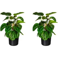 CREATIV green Künstliche Pflanze Maranta 45cm im Topf, 2er Set
