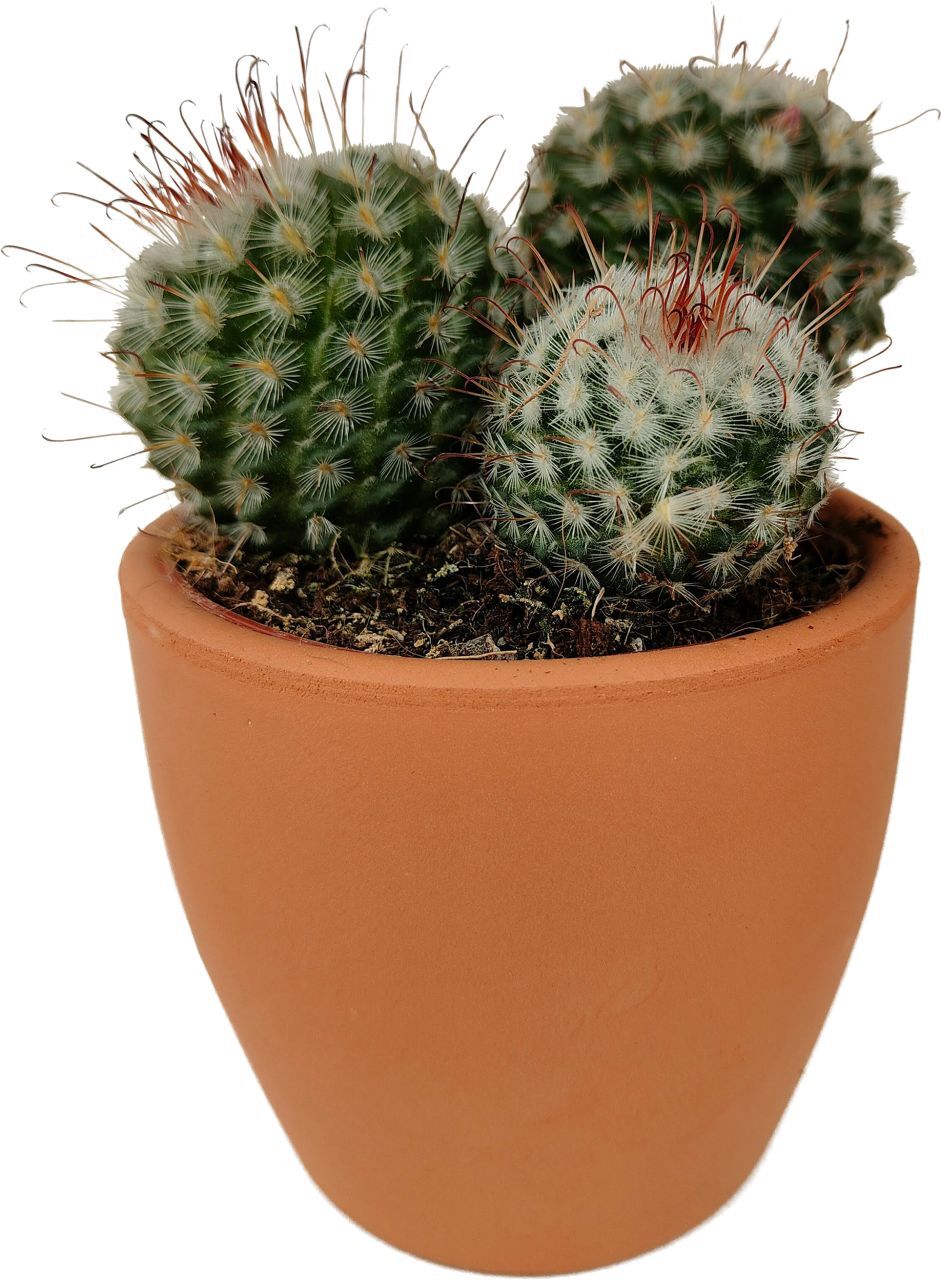 Pflanzen Kakteen Cactus in terracotta 8,5 cm Topf