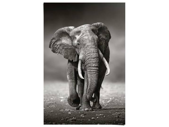 Poster Wandelende olifant 91,5 x 61