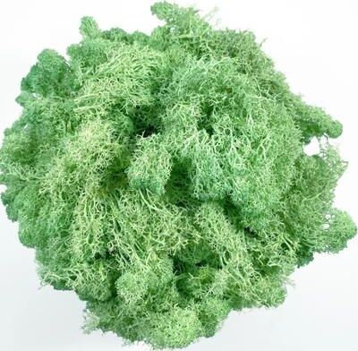 Inspire Select Artificial Reindeer Moss Decor Faux Green Moss For Crafts, Potted Plants & Wall Art mint Green 2.1 Oz