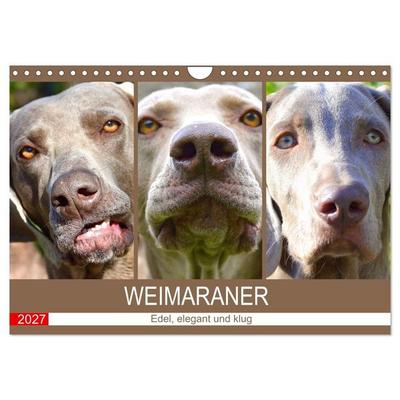 Weimaraner. Edel, elegant und klug (Wandkalender 2027 DIN A4 quer), CALVENDO Monatskalender