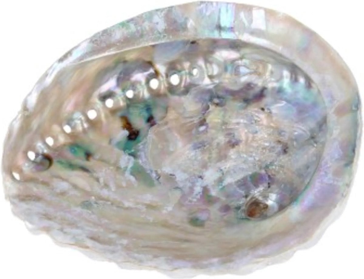 Abalone smudge schelp voor volwassenen