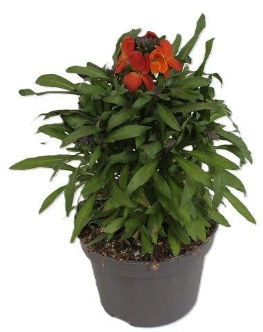 JUNAVERA Erysimum Leya Orange Glow Muurbloem Oranje - Hoogte: 25 cm, Potdiameter: 13 cm