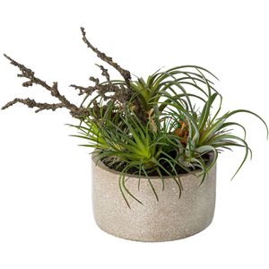 Creativ-green Kunstpflanze Tillandsien-Mix, im Topf, Höhe 26 cm