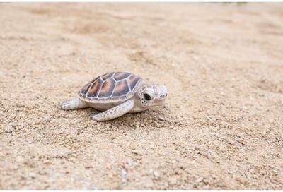 Hi-Line Gift Ltd. Small Sea Turtle