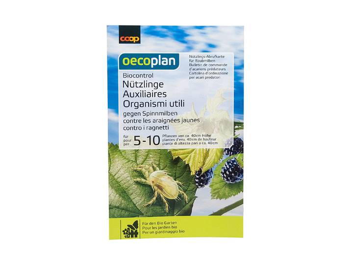 Oecoplan Biocontrol Nützlinge gegen Spinnmilben