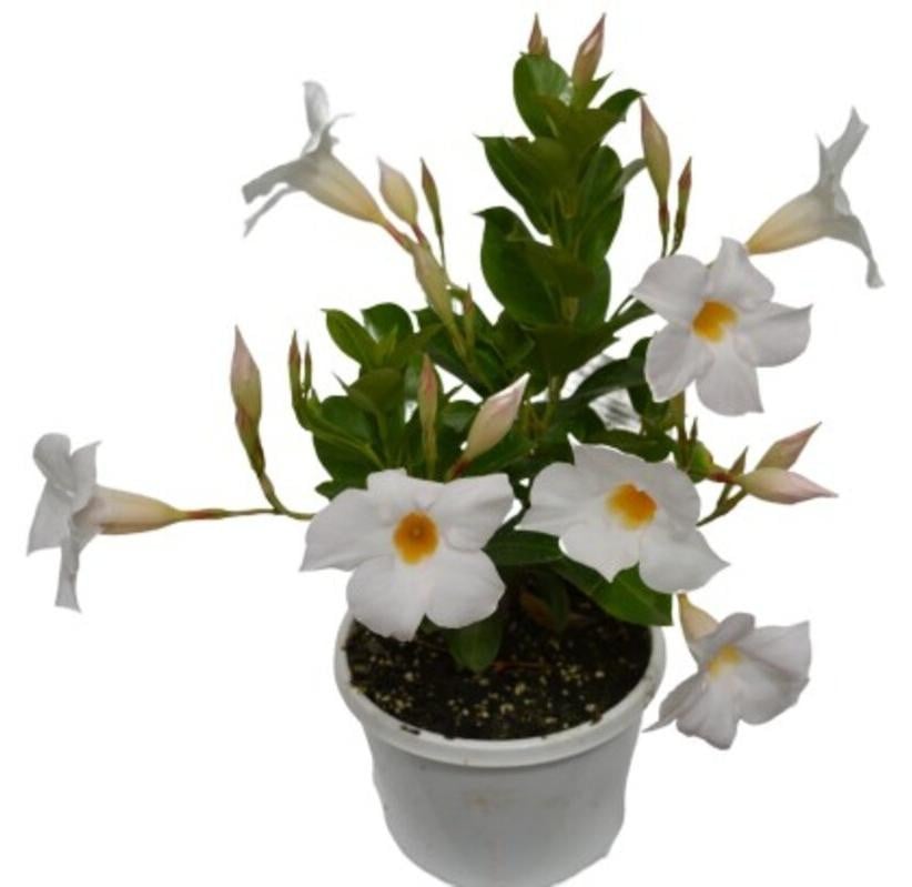 JUNAVERA Dipladenia Diamantina Jade White Mandevilla - Witte balkonplant - Hoogte: 30 cm