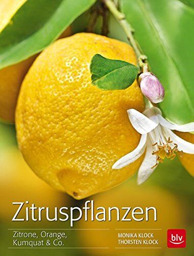 Monika Klock - Zitruspflanzen: Zitrone, Orange, Kumquat & Co. - Preis vom 11.10.2026 03:10:56 h