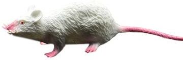 Pet Hub Realistic Fake Rat Model: Perfect Scary Prank Toy For Halloween Parties & Decor WHITE