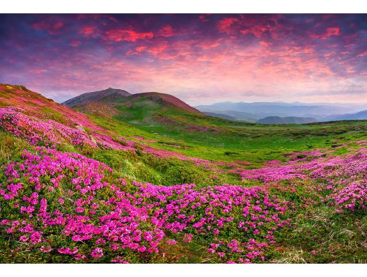 Papermoon Rhododendron Blumen