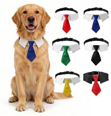 Uplifted Finds Dapper Business Necktie & Formal Collar Set a s