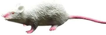 Uplift Picks Realistic Fake Mouse Prank Toy Adds Creepy Fun To Any Party white