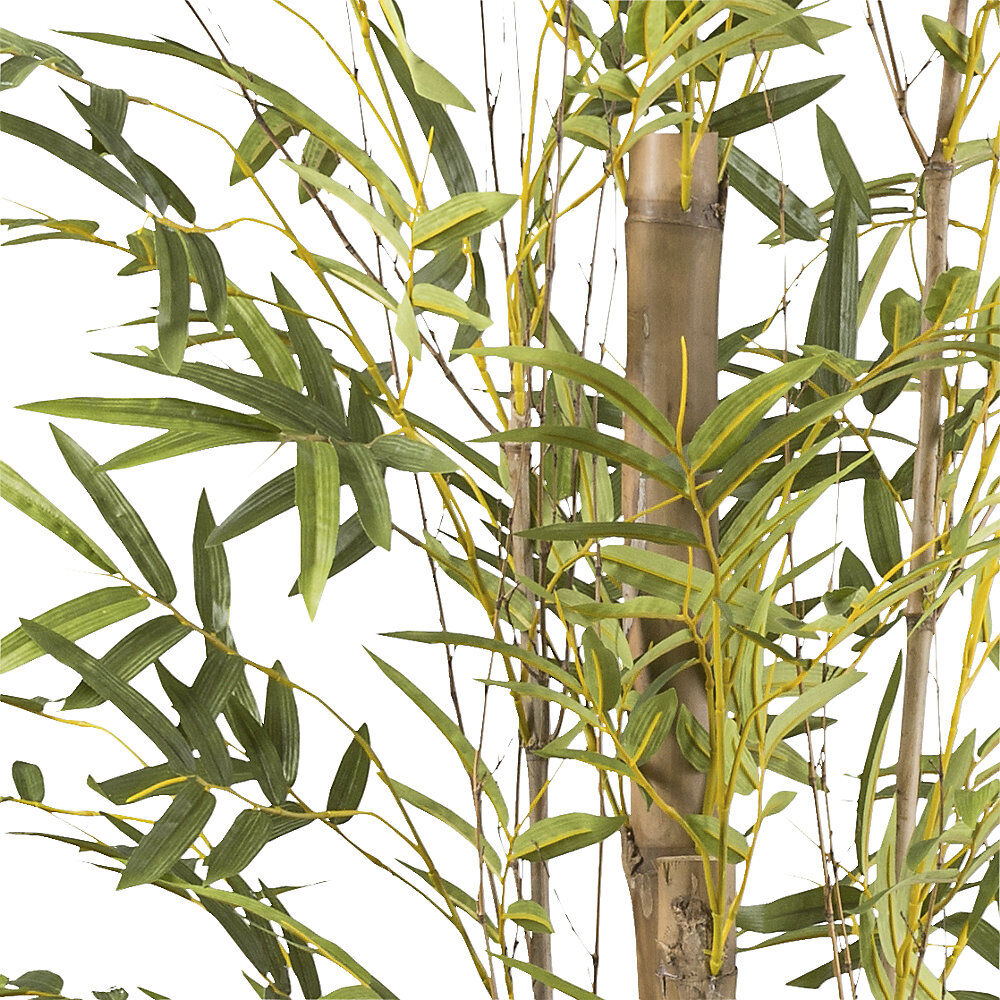 kaiserkraft Bambus vulgaris, Kunststofftopf, Höhe 2200 mm