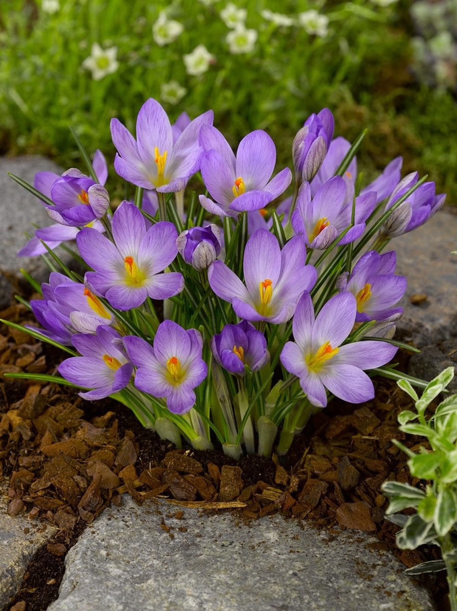 100x Crocus Zwanenburg etruscus Bloembollen van BULBi