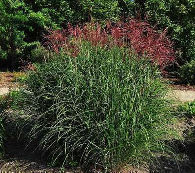 6 x Miscanthus sinensis Ferner Osten Zebragras - Pot van 9 x 9 cm - GRDplanten
