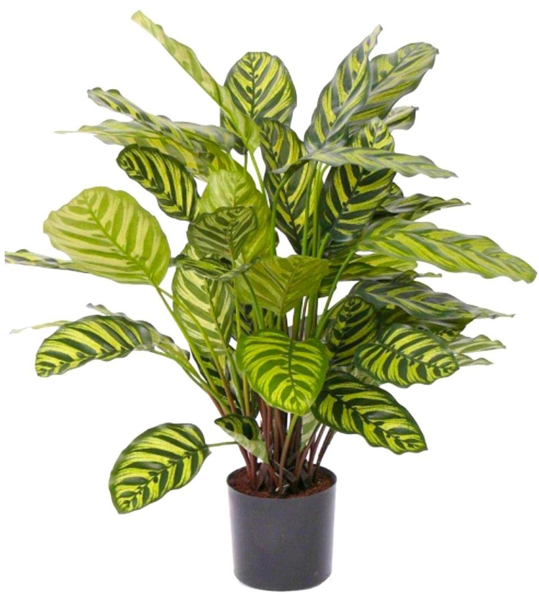 PrettyPlants Calathea Kunstplant Groen 70 cm