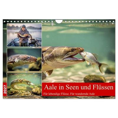 Aale in Seen und Flüssen (Wandkalender 2027 DIN A4 quer), CALVENDO Monatskalender