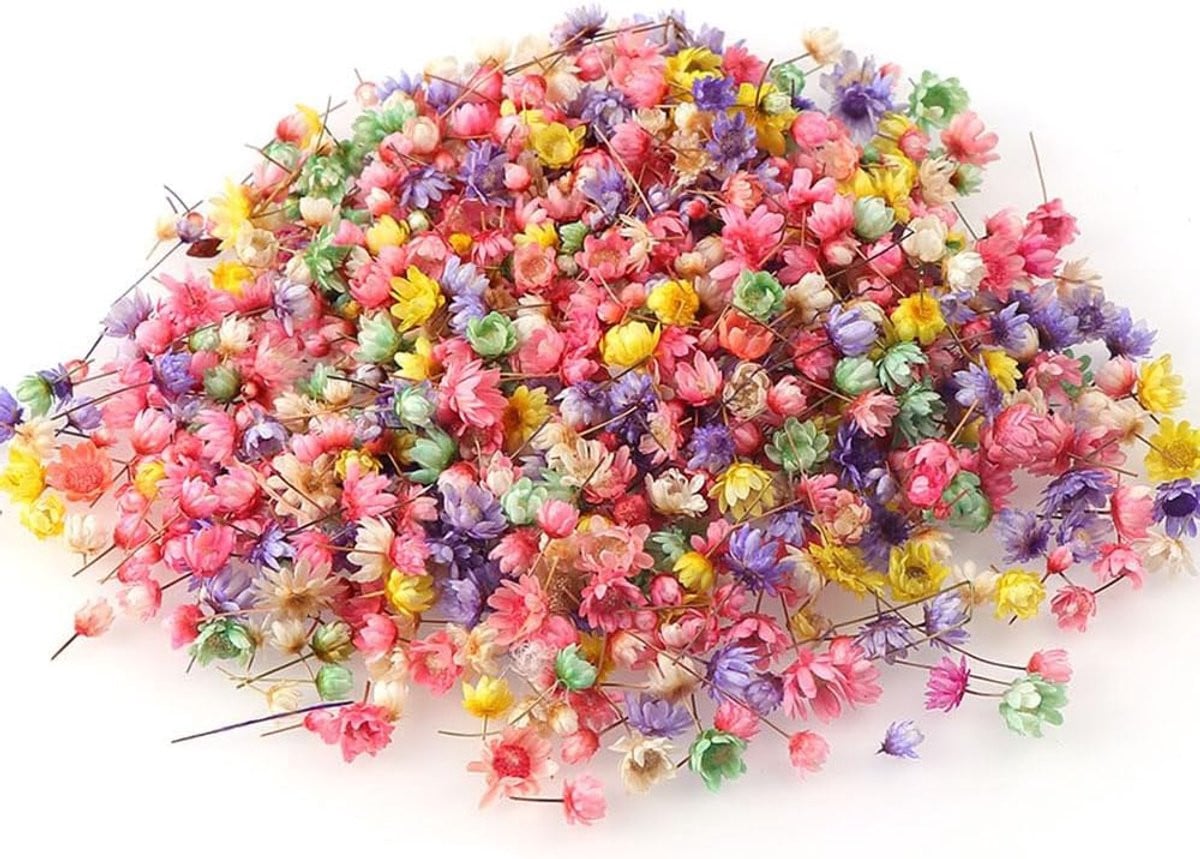 Echte gedroogde bloemen voor decoratie, wenskaarten en ambachtelijke ornamenten