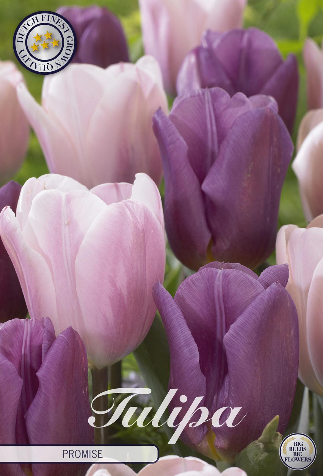 Sam van Schooten Tulpenbollen Tulpen 'Promise' (10 stuks)