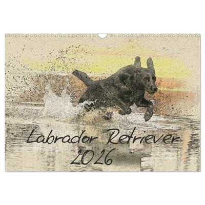 Labrador Retriever 2026 (Wandkalender 2026 DIN A3 quer), CALVENDO Monatskalender
