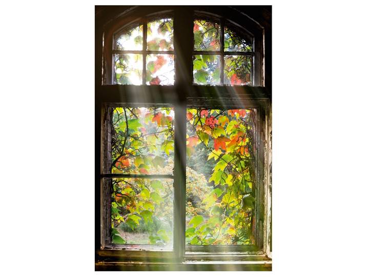 Alubild Fenster mit Laub image LAND