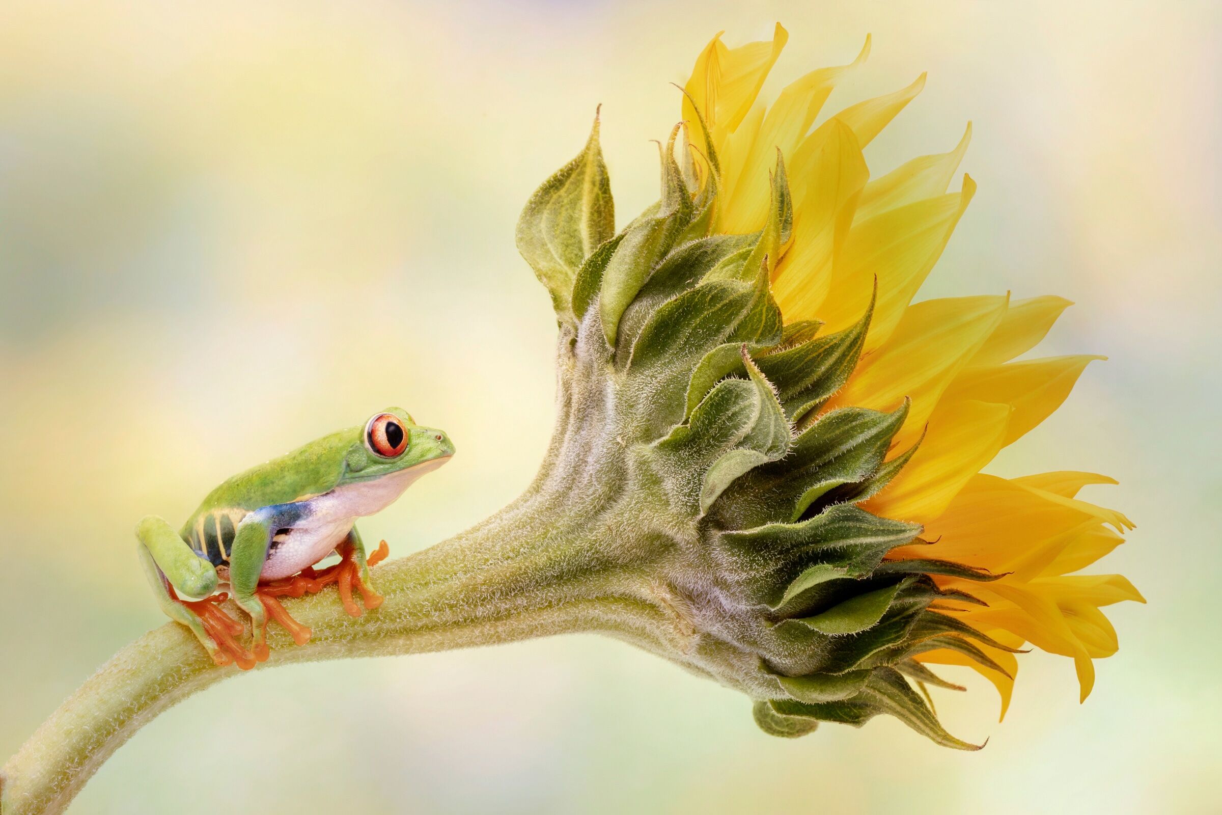 Fototapete PAPERMOON "LINDA D LESTER, ROTERÄUGIGER BAUMFROSCH AUF EINER SONNENBLUME", bunt, B:3,5m L:2,6m, Vlies, Tapeten, Fototapete bunt B/L: 3,5m x 2,6m, Bahnen: 7 Stk.